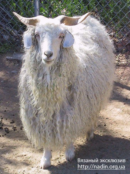 фотография ангорской козы